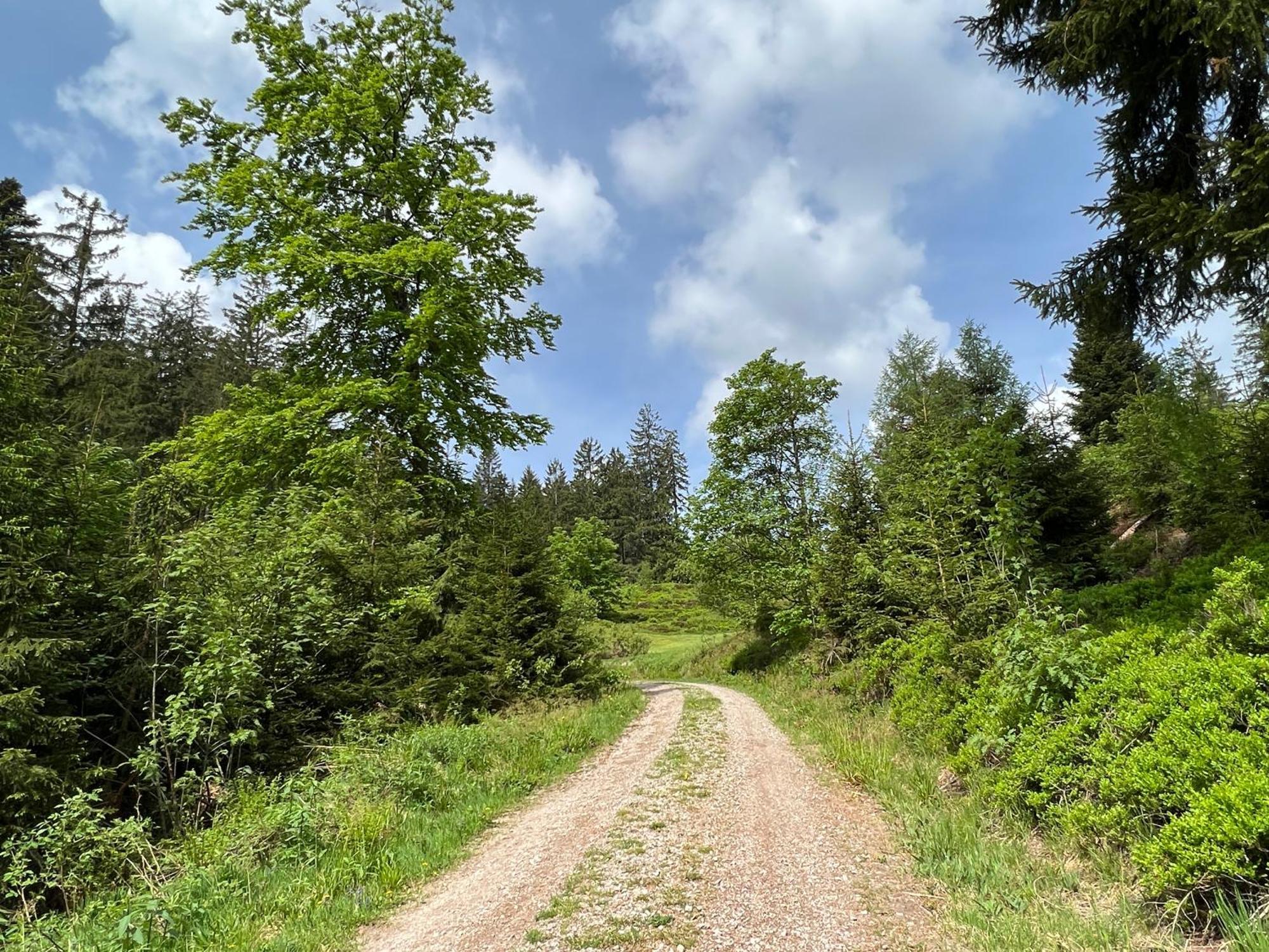 Ein-Raum Appartement Jung Freudenstadt-Kniebis Buitenkant foto